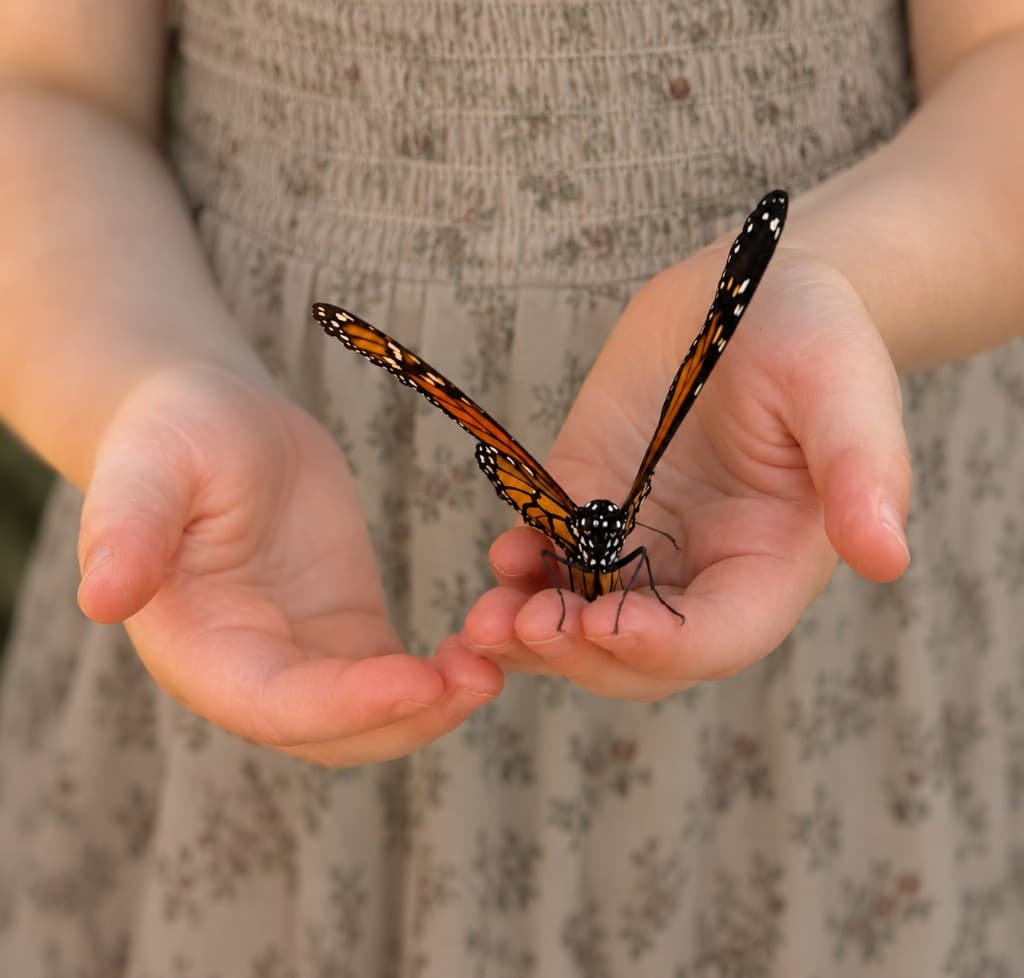 Child's hands holding a butterfly.